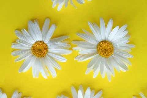 Two large daisies on a yellow background. Texture, background. Daisies close up Foto stock