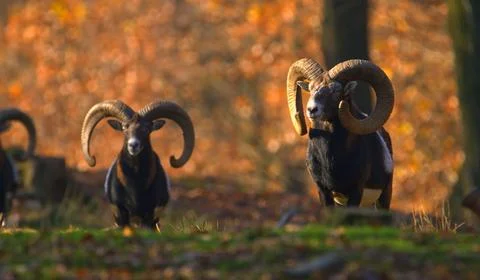 Two large, dark-colored mountain goats with impressive curved horns Stock Photos