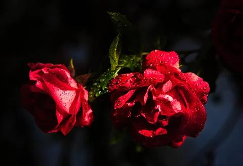 Two large dark red rose blooms fully open with water droplets  on the petals Stock Photos