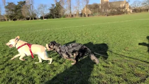 Two large dogs are chasing each other playfully Stock Footage 262357010