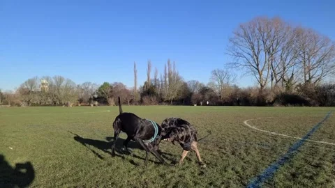 Two large dogs are chasing each other playfully Stock Footage 262470688