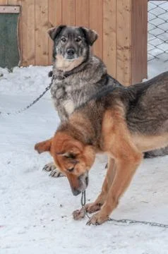 Two large dogs on chains in front of their booths in a shelter for homeless d Stock Photos