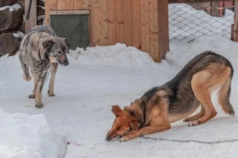 Two large dogs on chains in front of their booths in a shelter for homeless d Foto stock