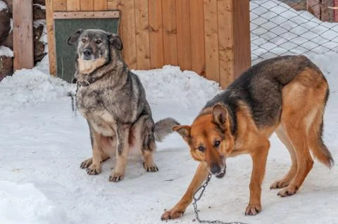Two large dogs on chains in front of their booths in a shelter for homeless d Stock Photos