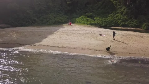 Two large dogs grab the same stick thrown into the sea aerial 4K Video stock 276253727