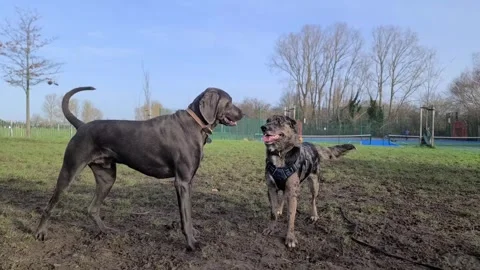 Two large dogs meet in the park - body l... | Stock Video | Pond5