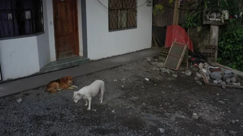 Two large dogs sitting or protecting a house with a lot of garbage Stock Footage 142752166
