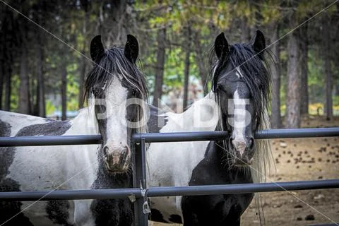 Two large draft horses at the fence. Stock Photos