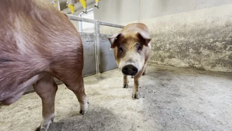 Two Large Duroc Boars in Farm Pen Stock-Footage 335477733