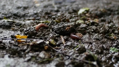 Two large earthworms emerge from the soil after warm summer rain. Stock Footage 132260940