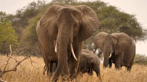 Two large elephants and one small walk in the wild Stock Photos