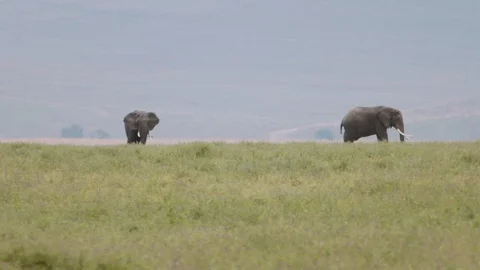 Two large elephants grazing and flapping ears in africa Stock Footage 96127554