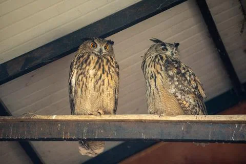 Two large Eurasian eagle owls perched side by side on a weathered metal bea.. Stock Photos