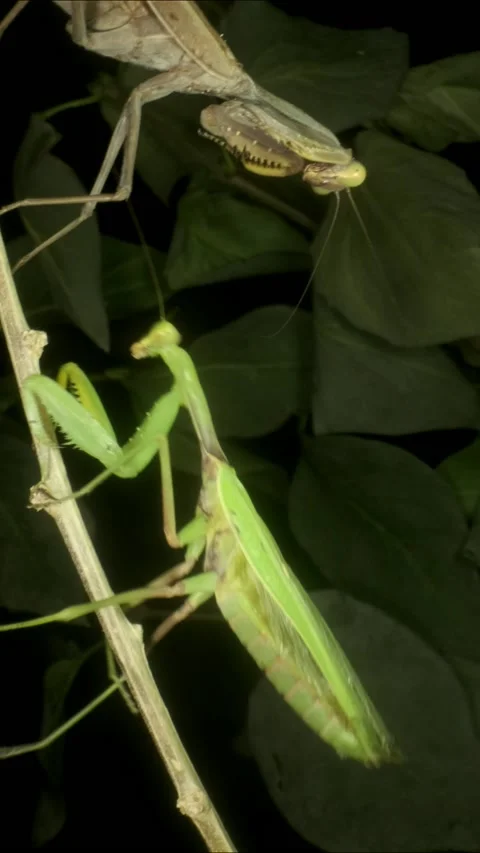 Two large female praying mantises meet on the same branch and Vidéo 201467365