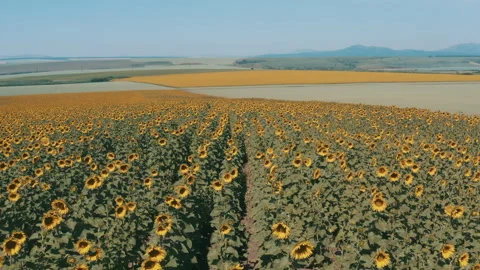 Two large fields of flowering sunflower Stock-Footage 247809102