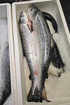 Two large fish salmon in container with crushed ice. Fotos de archivo