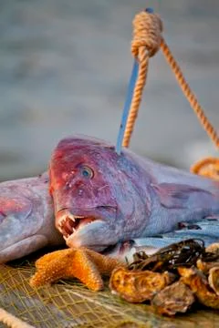 Two large fresh appetizing reddish fish lies on a wooden table covered with a Stock Photos