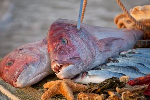 Two large fresh appetizing reddish fish lies on a wooden table covered with a Stock Photos