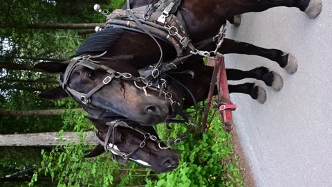 Two large friendly working draft horses patiently wait to pull a Mackinac Stock-Footage 342285437