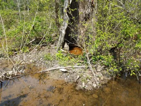 Two large frogs and water and hollow of tree Stock Photos