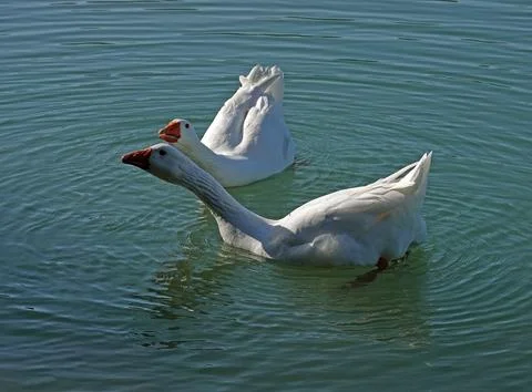 Two large geese getting angry Foto stock