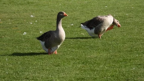 Two Large Geese Preening Feathers on Green Lawn Stock Footage 300273849