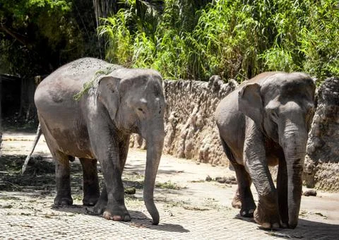 Two large gray elephant walks along the old stone fences in tropical forest in Stock Photos