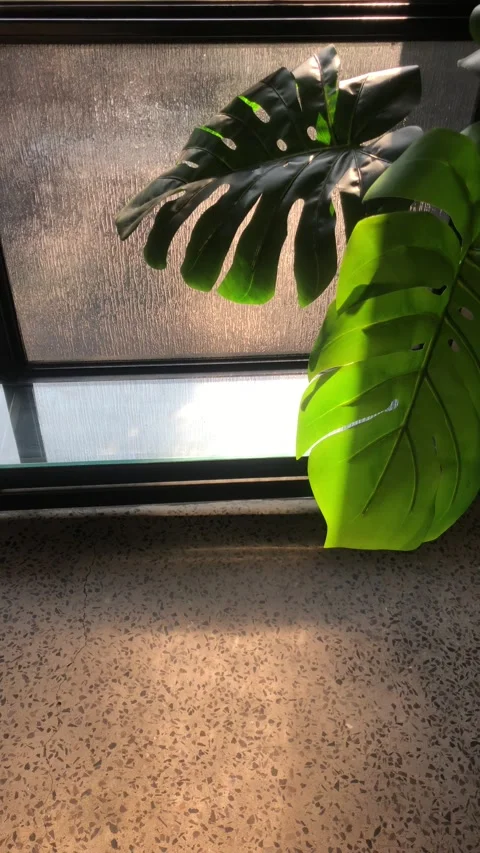 Two large green leaves gently moving by a window in soft daylight Video stock 327611496