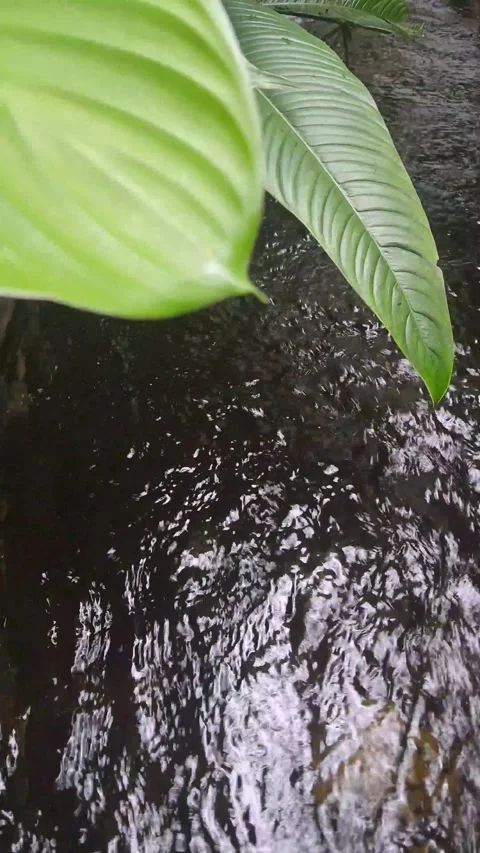 Two large green leaves hanging above the rippling stream Stock Footage 307036372