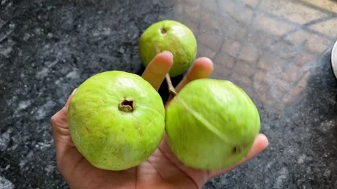Two Large Guavas Held in Hand Close-Up Horizontal View 動画素材 321388709
