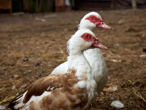Two large heavy ducks also known as America Pekin Duck Stock Photos