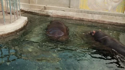 Two large Hippopotamus lying half submerged in a pool at Belgrade Zoo in autumn Vídeo Stock 342725416