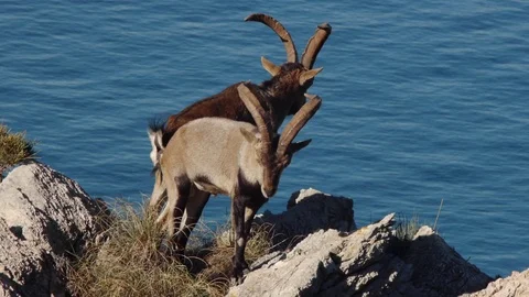 Two large ibex Iberian males Stock Footage 71053978