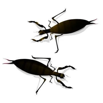 Two large insects Two large insects and shadow. Isolated objects against w... Stock Photos