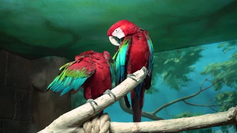 Two large macaw parrots are sitting on a branch in an aviary behind a glass Stock Footage 153149307