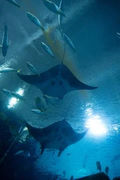 Two large manta rays swimming overhead Stock Photos