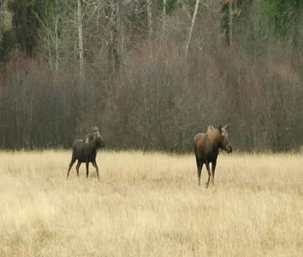 Two large moose walk through field 스톡 동영상 21613906