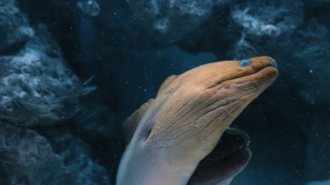 Two large moray eels open its mouth wide and shows its teeth. Natural aquarium Stock-Footage 173089106