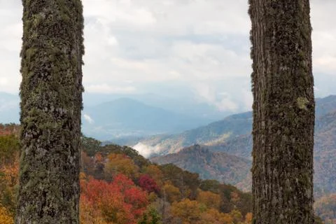 Two large moss covered tree trunks foreground framing view of mountains Stock Photos