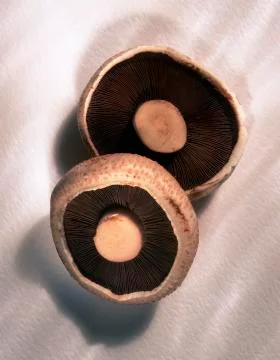 TWO LARGE MUSHROOMS Stock Photos