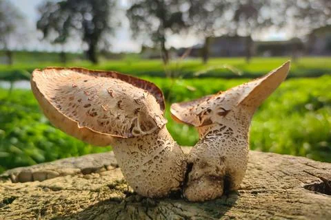 Two large mushrooms Stock Photos