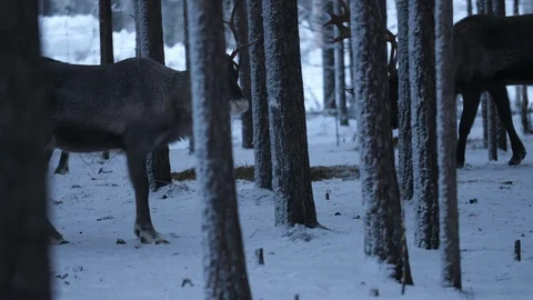 Two large noble deer walking and looking around in a spruce wood in Finland Video stock 122817376