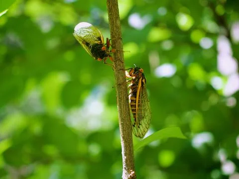 Two Large Periodical Cicadas on a Tree, Brood X Cicada Close Up Stock Photos