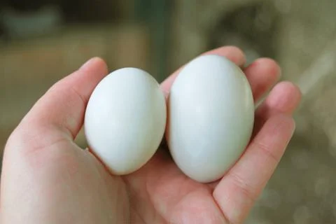 Two large pigeon eggs Foto stock