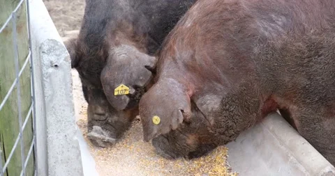 Two large pigs are feeding on grains Stock Footage 172451097