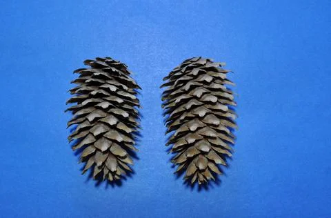 Two large pine cones. Pine cones on a blue background. Stock Photos