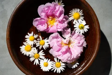 Two large pink rose hips and yellow flowers of chamomile  Stock Photos