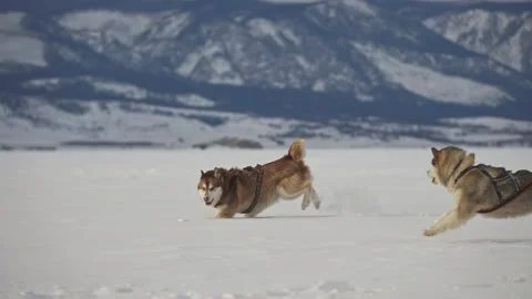 Two large playful sled dogs malamute chase each other in snow, bite, run, jump Stock Footage 167079645