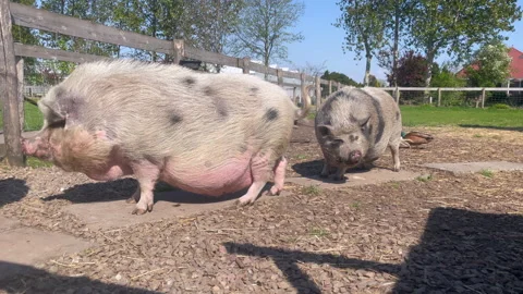 Two large pregnant pigs and a duck at farm Stock Footage 294843157