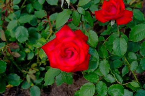 Two Large Red Roses -01 Stock Photos